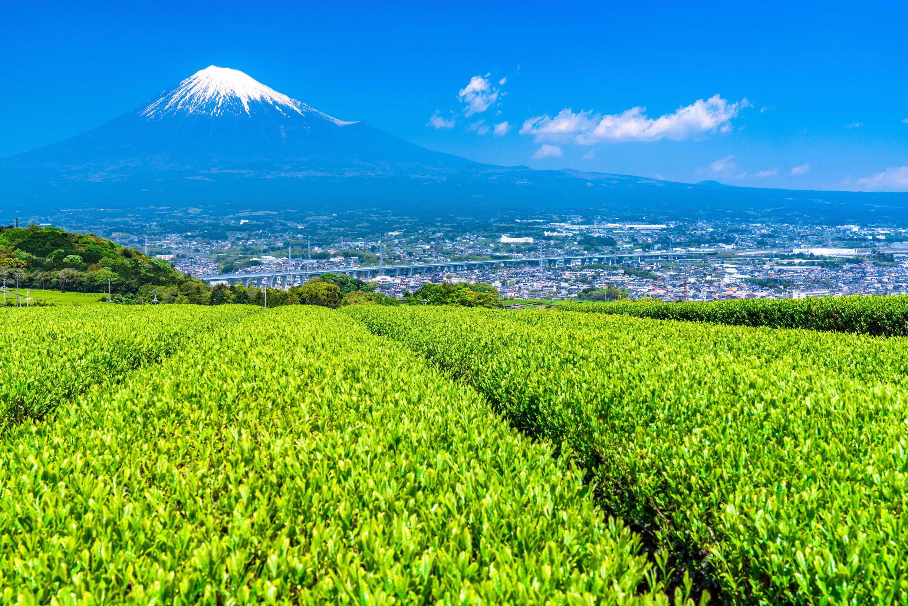 富士山と茶畑の風景